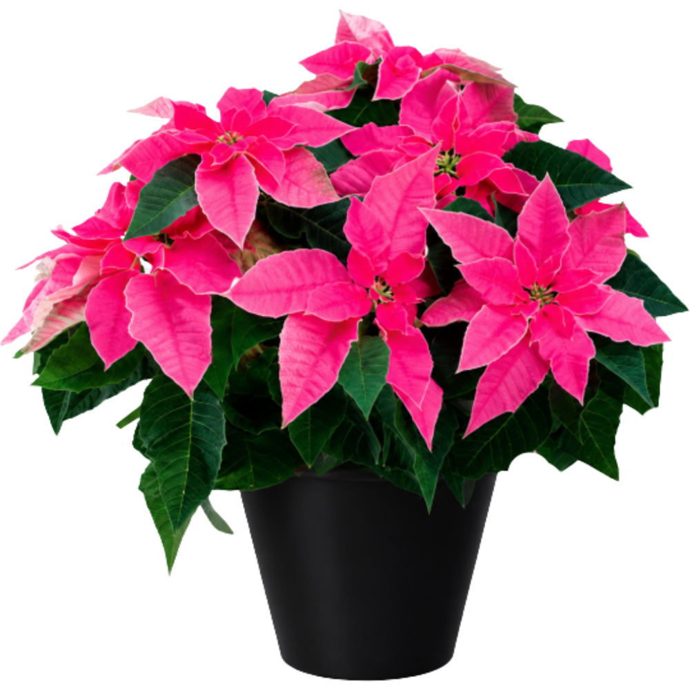 Craciunita Princettia Natural (Poinsettia), H 35 cm