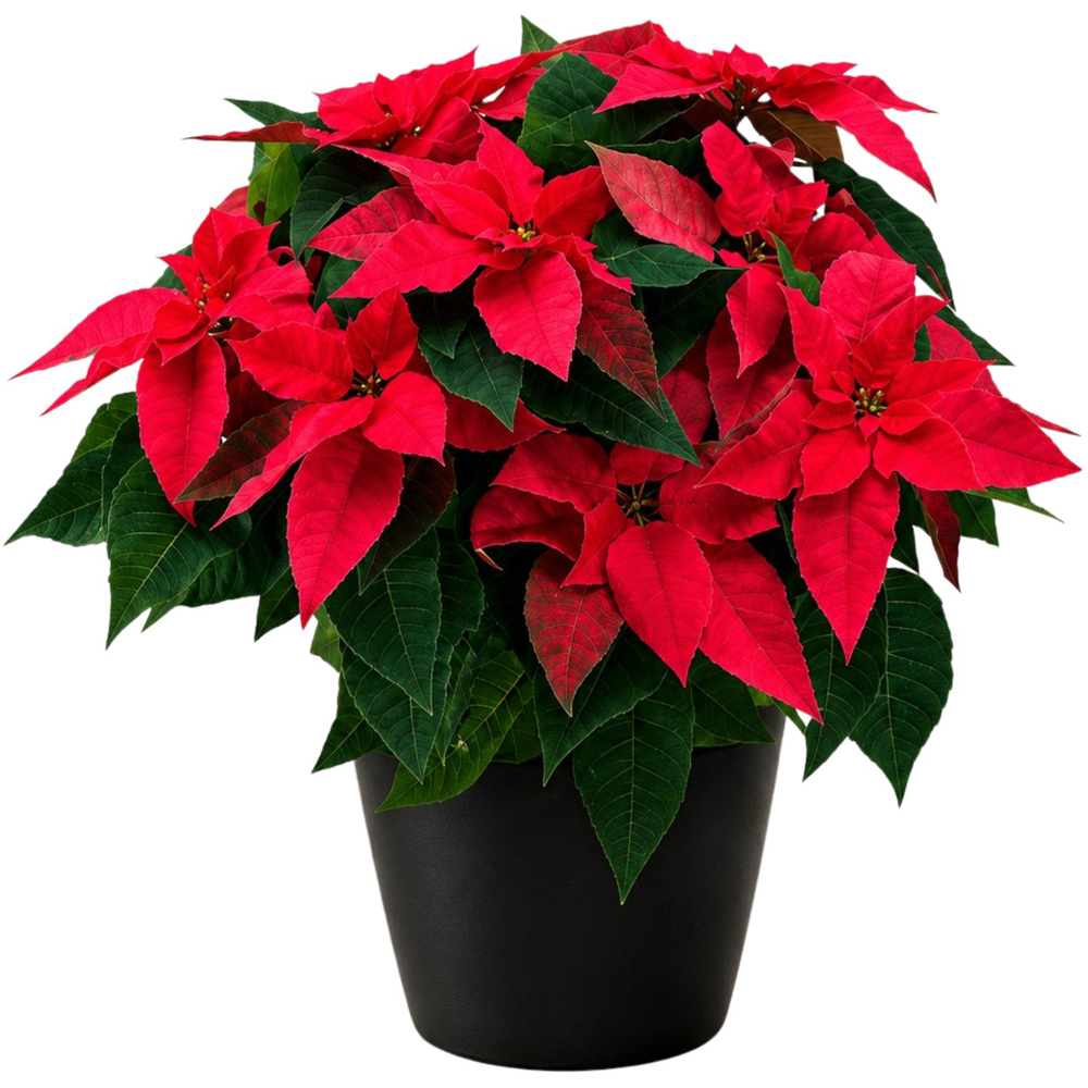 Craciunita Princettia Natural (Poinsettia), H 40 cm