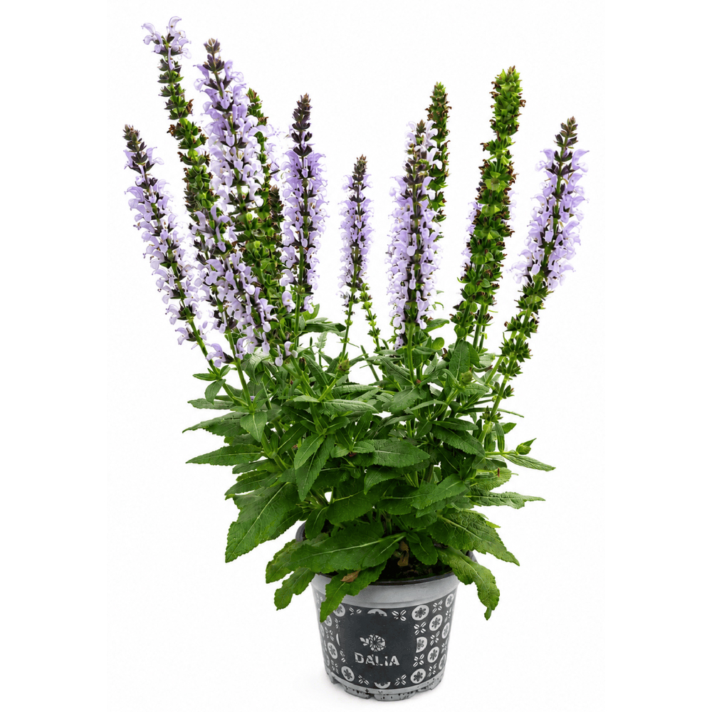Salvia, D 13 cm, H 20 cm