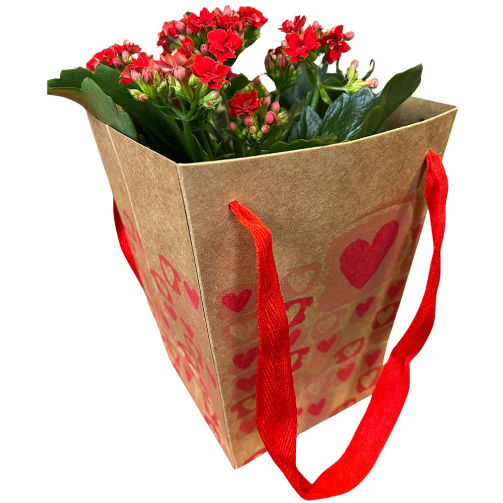 Kalanchoe punga colectia The Art Of Love, D 13cm