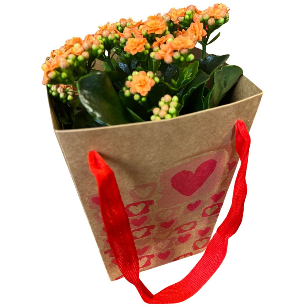 Kalanchoe punga colectia The Art Of Love, D 13cm