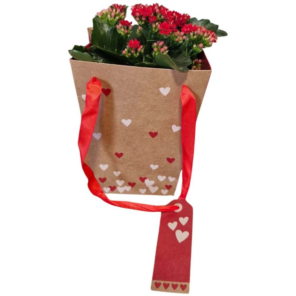 Kalanchoe punga colectia Send Love, D 13cm
