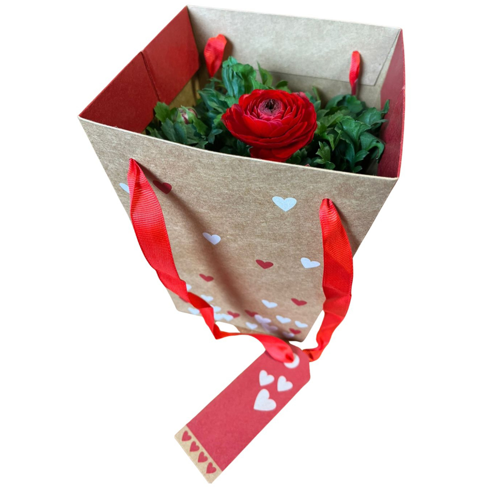 Kalanchoe punga colectia Send Love, D 13cm