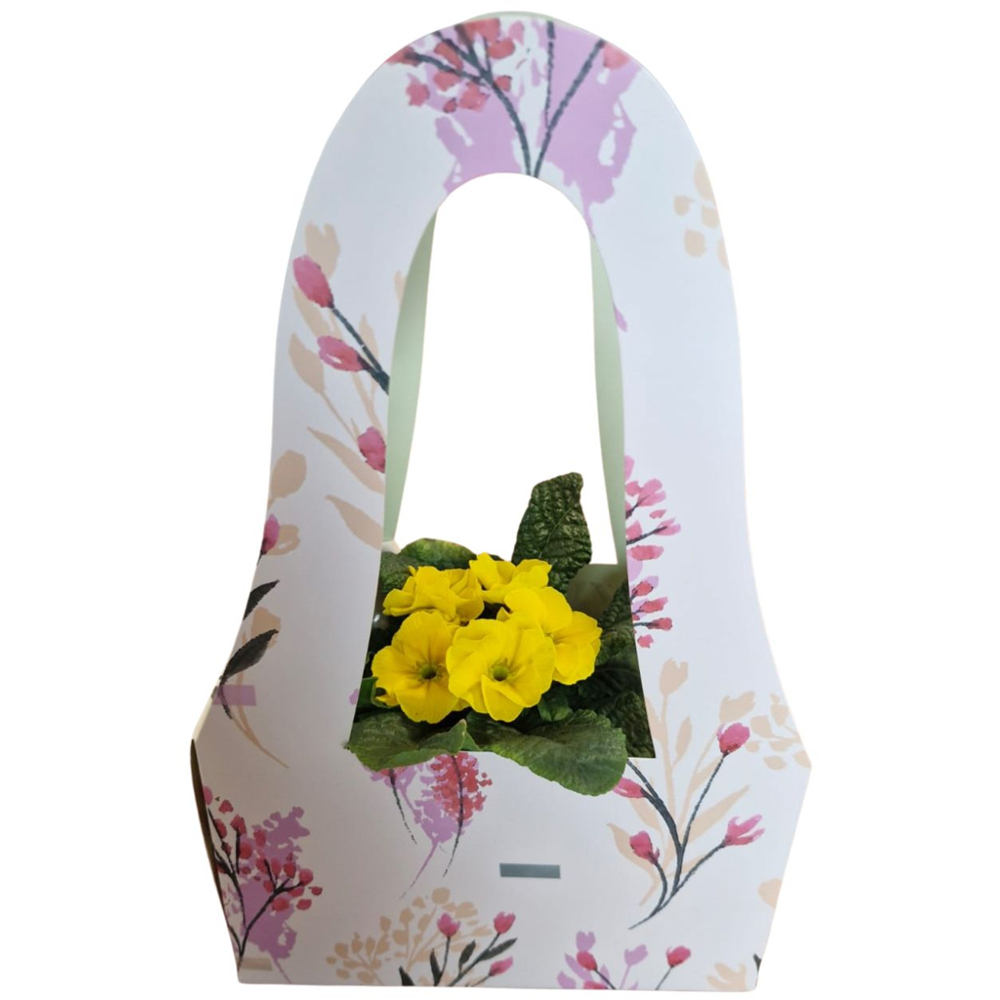 Primula punga colectia Nature Romance, D 11cm