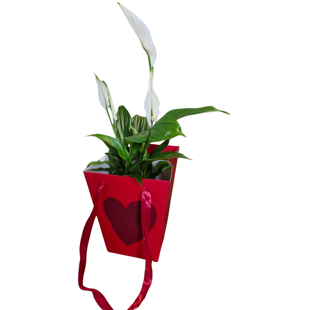 Spatiphyllum punga colectia Velvet Love, D 11cm