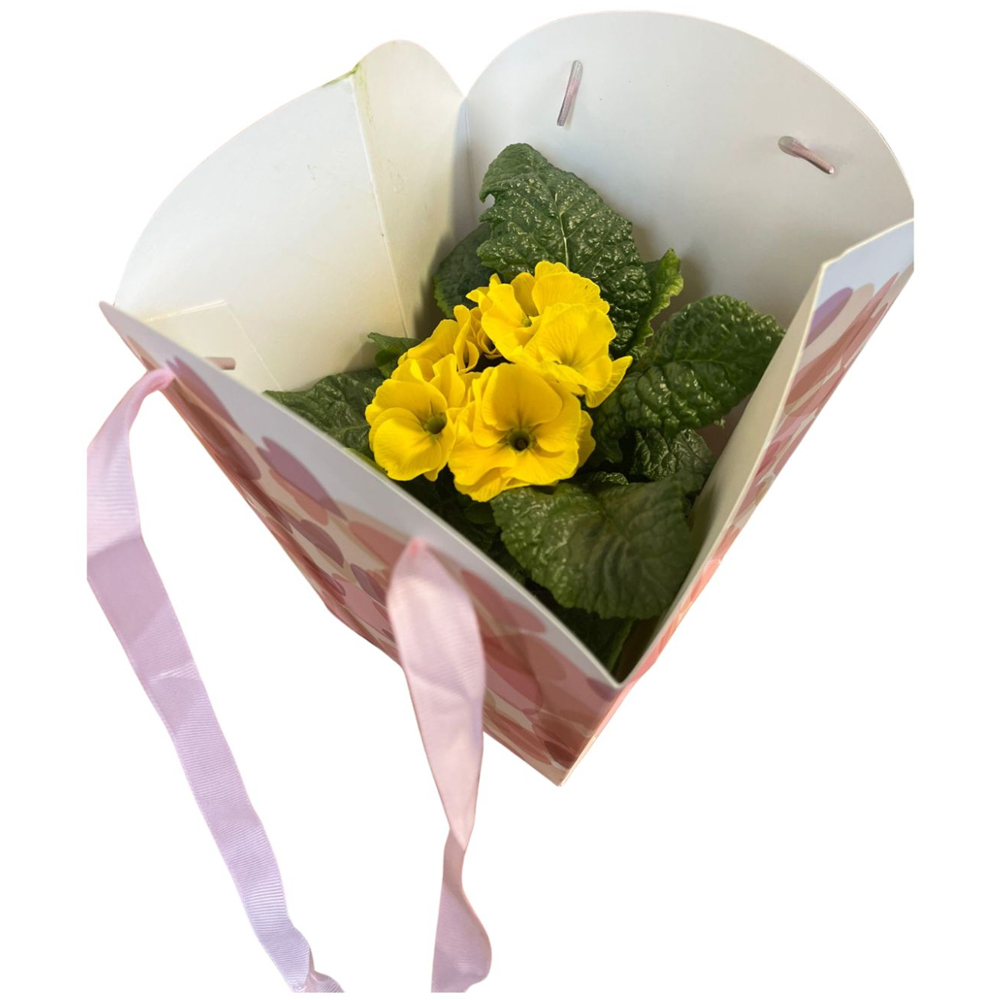 Primula punga colectia Sweet Hearts, D 11cm