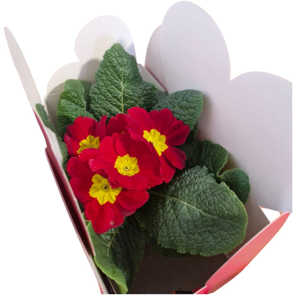 Primula punga colectia Marbled Love, D 11cm