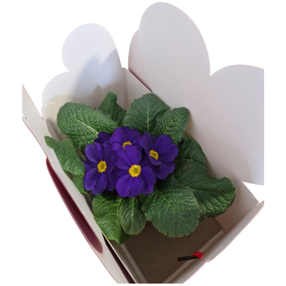 Primula punga colectia Marbled Love, D 11cm