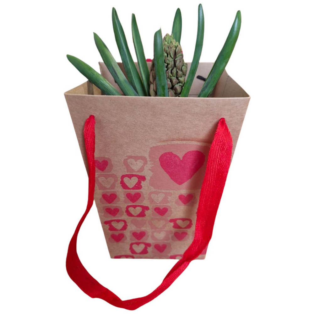 Hyacinthus punga colectia The Art Of Love, D 11cm