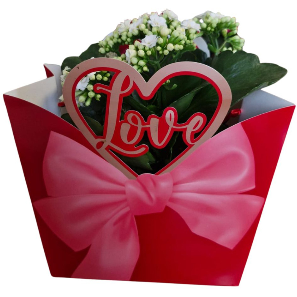 Kalanchoe punga colectia Luxury Love, D 13cm