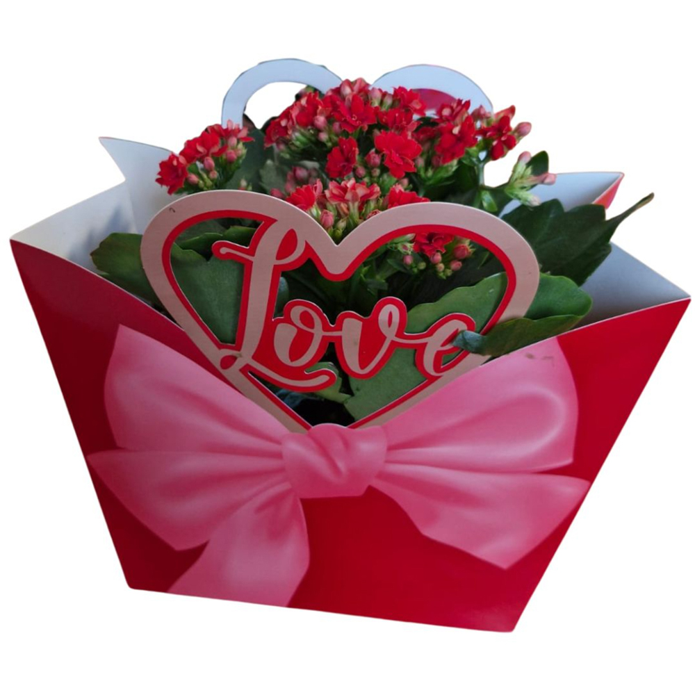 Kalanchoe punga colectia Luxury Love, D 13cm