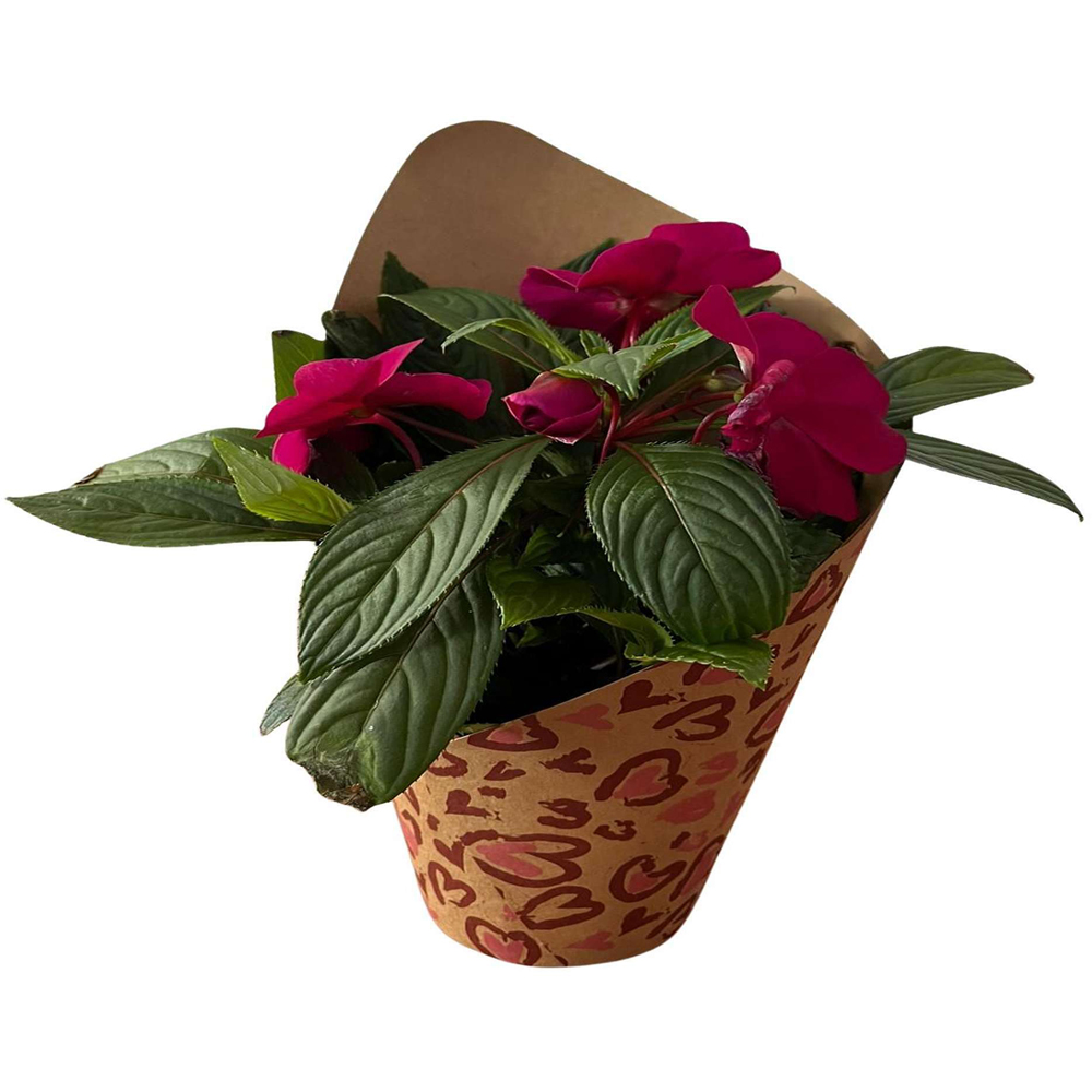 Impatiens  punga colectia Panthera, D 11cm