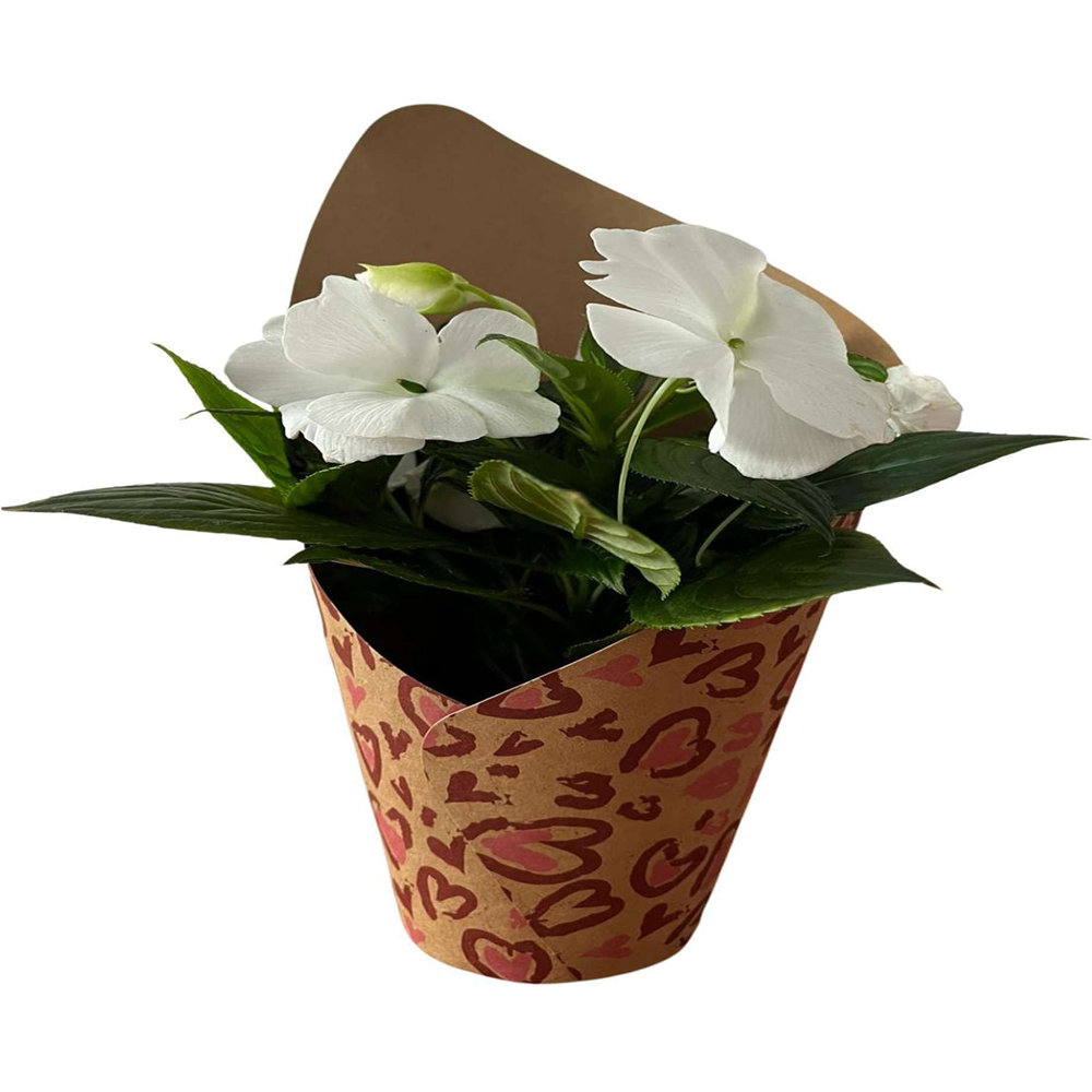 Impatiens  punga colectia Panthera, D 11cm