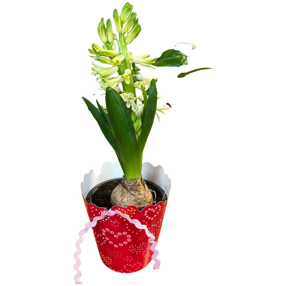 Hyacinthus punga colectia Sweethearts, D 11cm