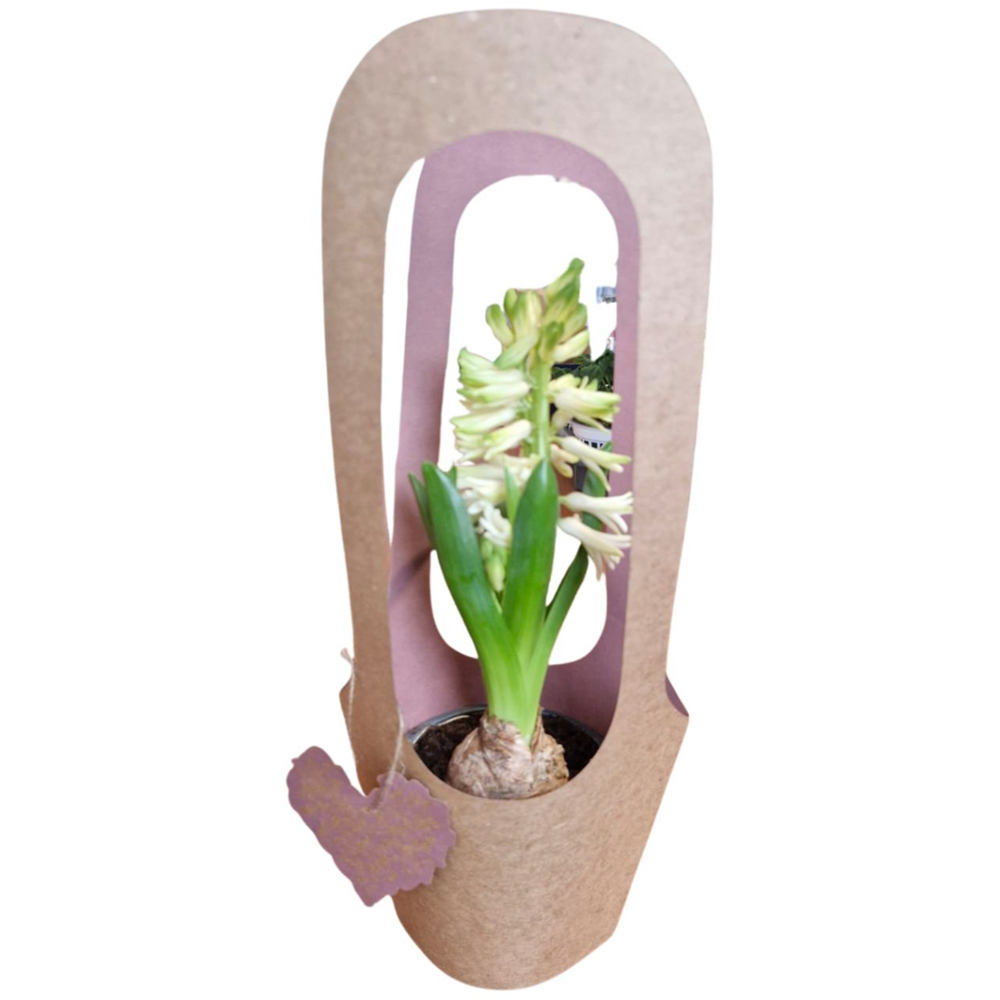 Hyacinthus colectia Love Rocks, D 11cm