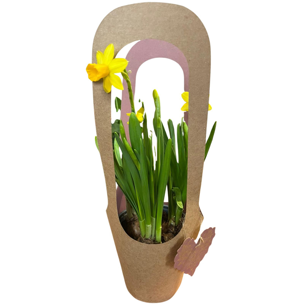 Narcise punga colectia Love Rocks, D 13cm