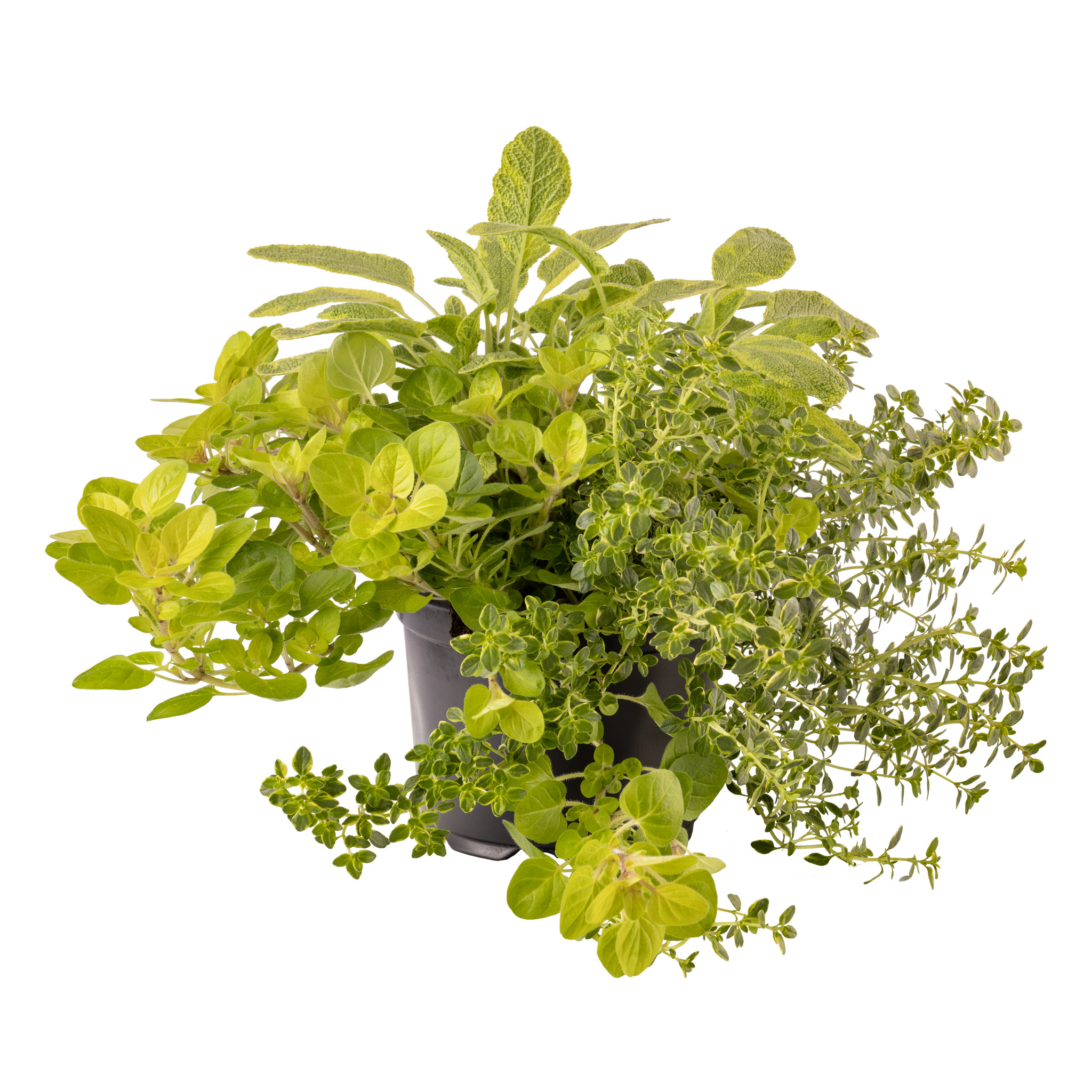 Plante Aromatice