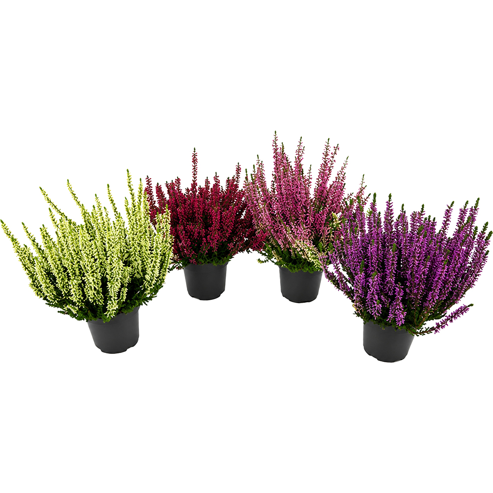 Calluna, D13 cm, H25 cm
