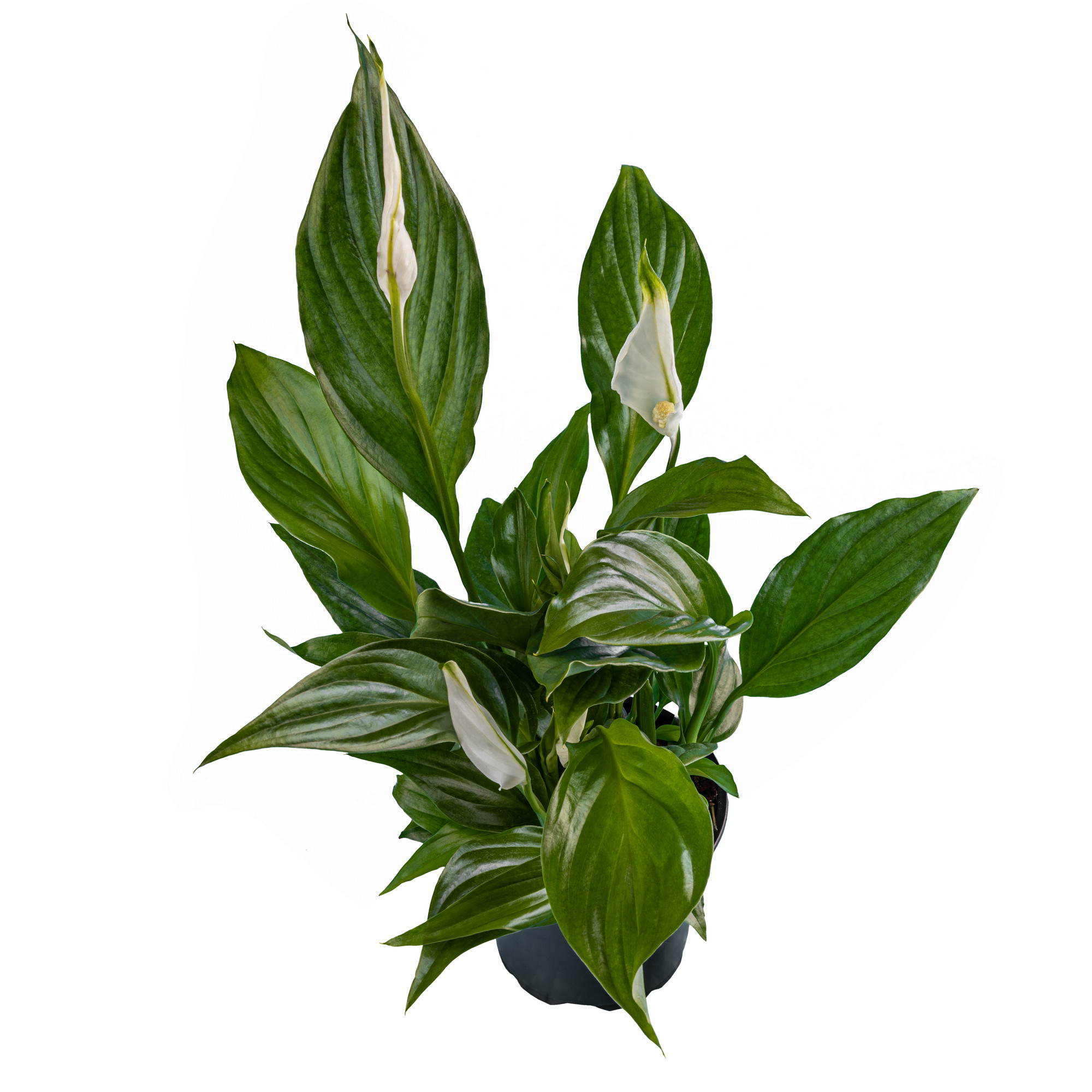 Spathiphyllum