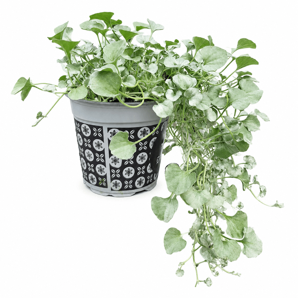 Dichondra, D 13 cm, H 20 cm