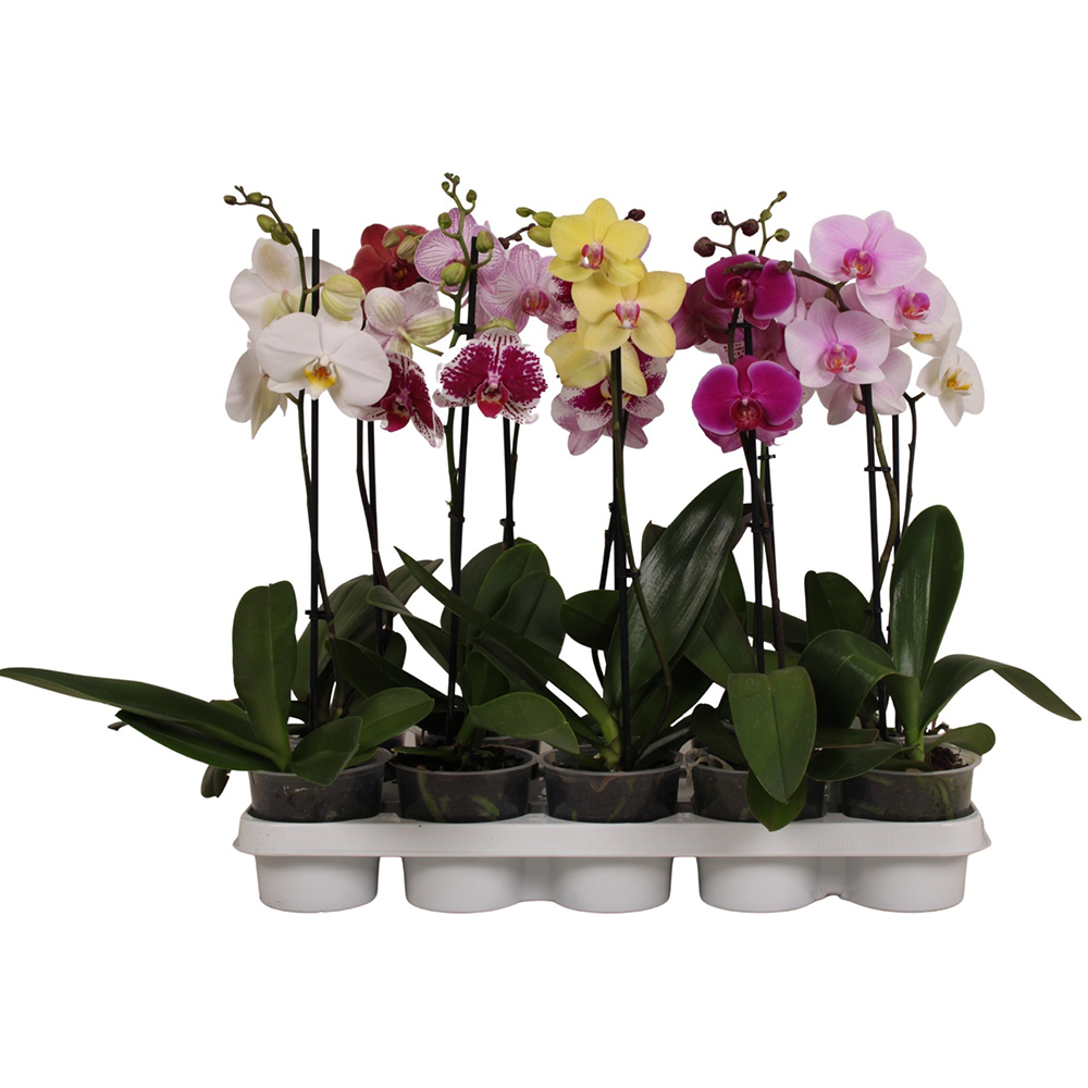 Phalaenopsis 1 Tija, D 12 cm, H 50 cm