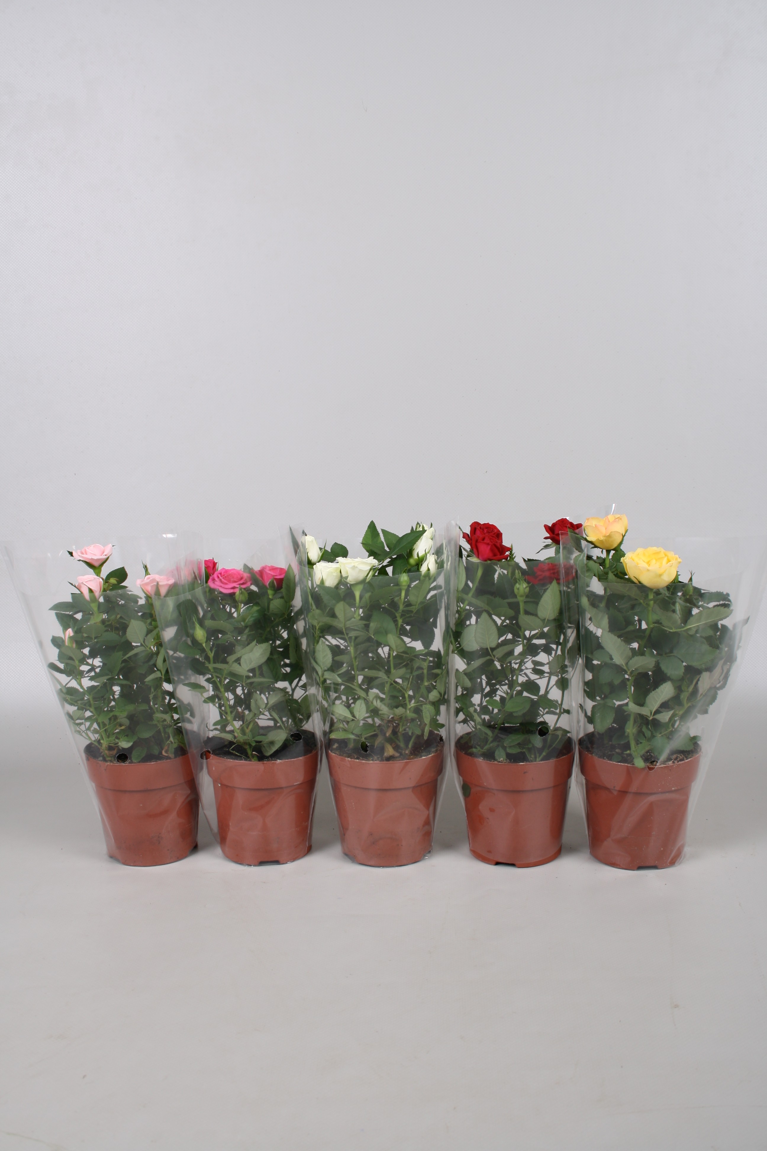 Mix trandafiri, H 25 - 30 cm, D 10.5cm, diverse culori