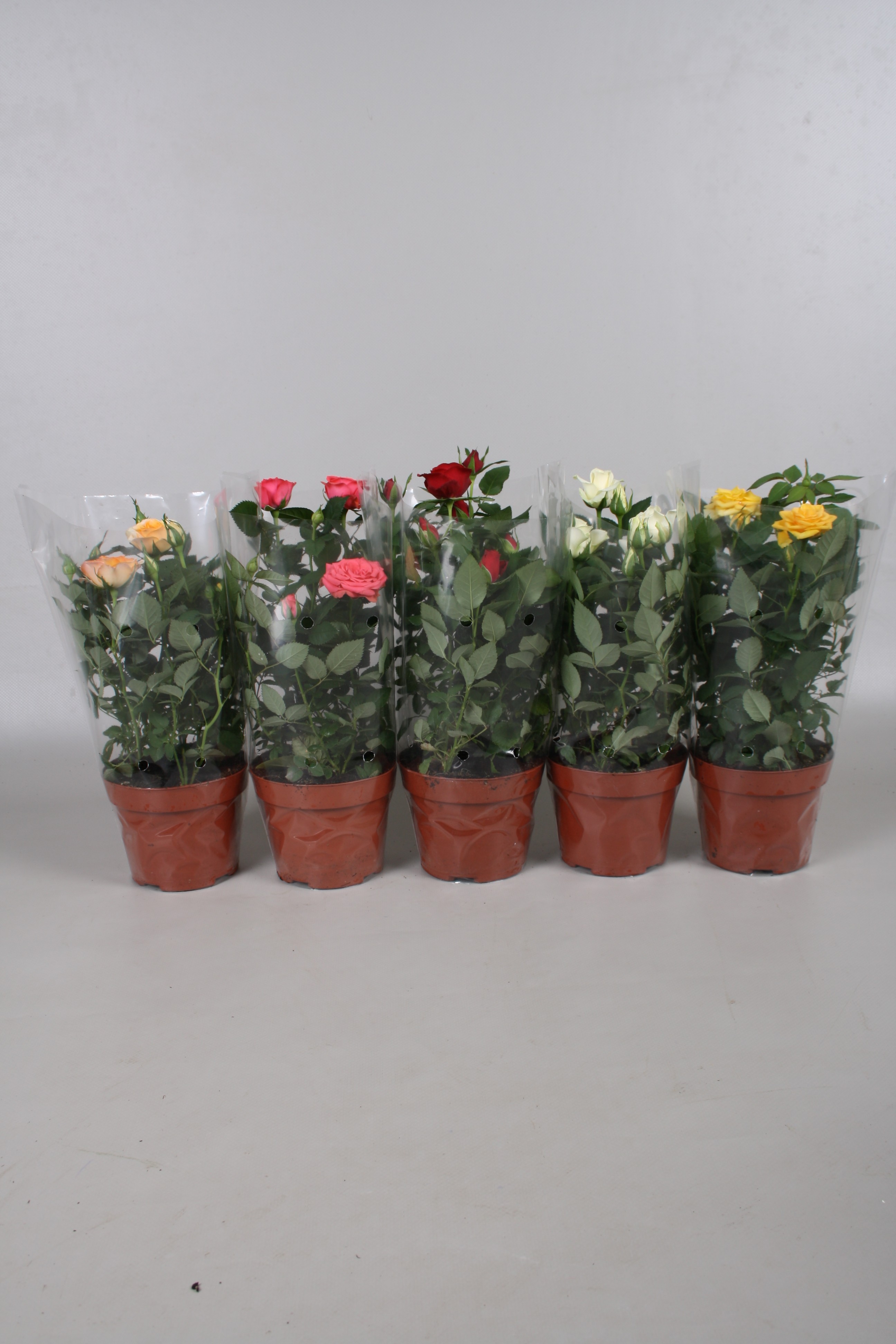 Mix trandafiri, H 25 - 30 cm, D 10.5cm, diverse culori