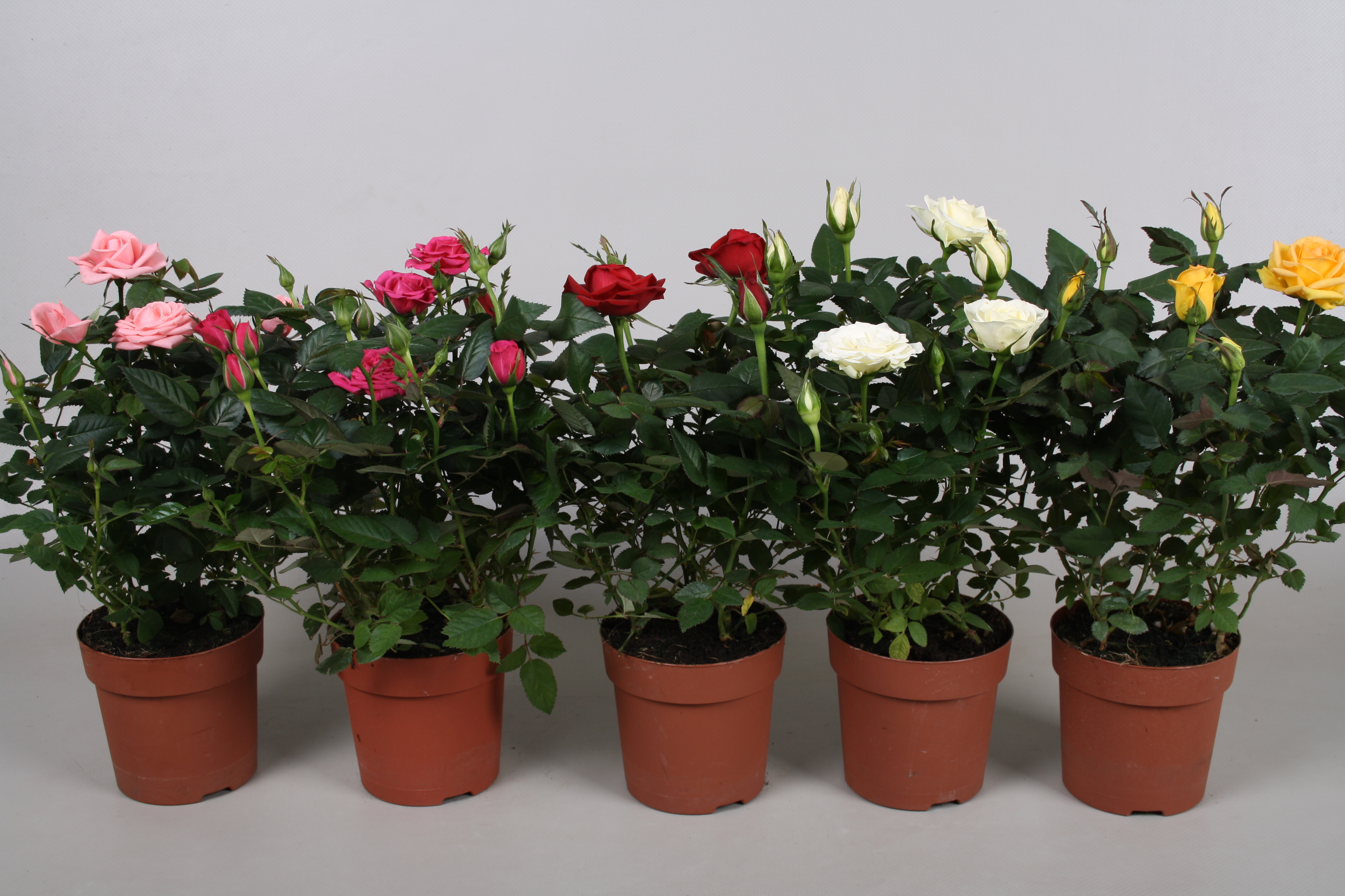 Mix trandafiri, 40 - 45 cm, D 17 cm