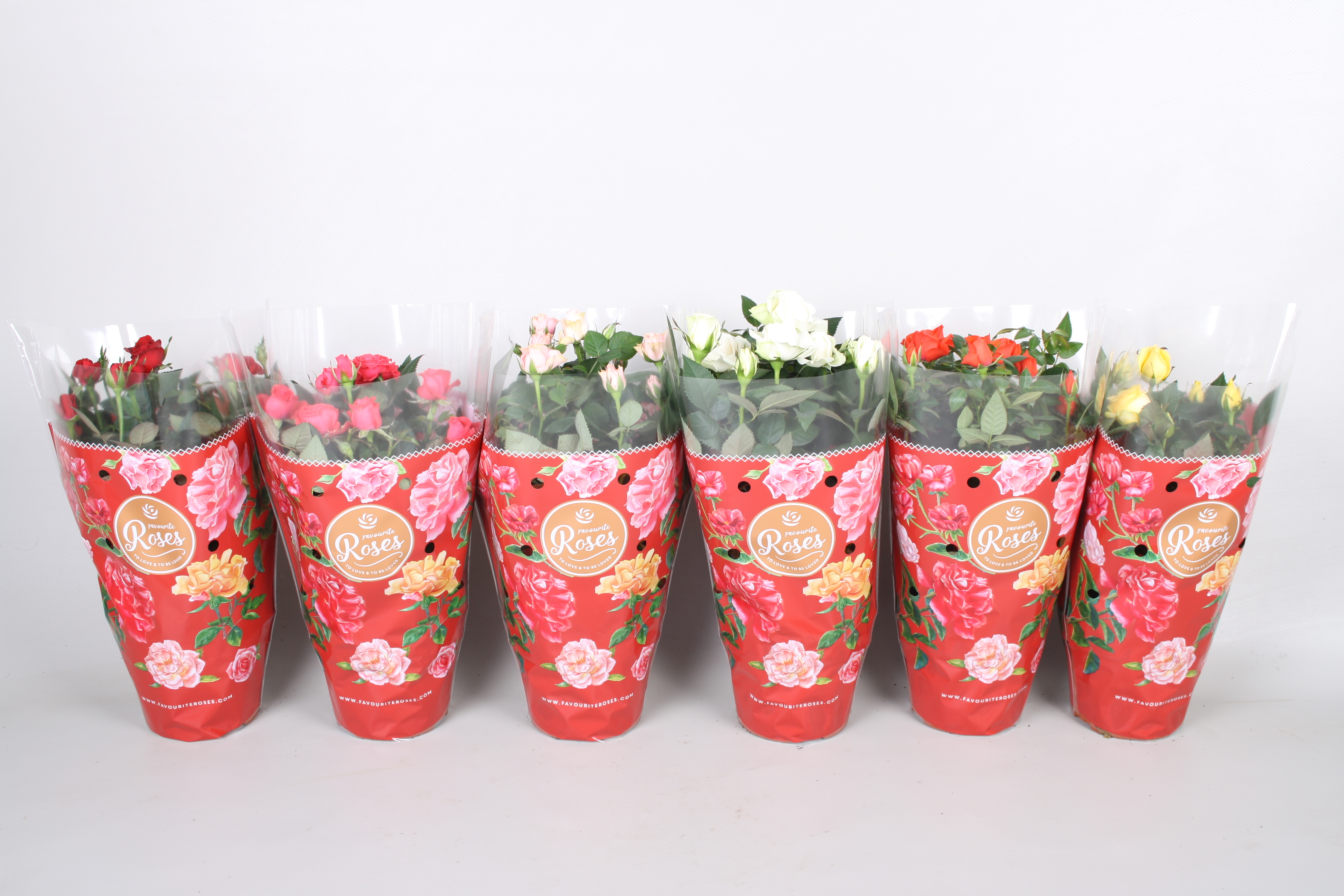 Mix trandafiri, 40 - 45 cm, D 17 cm