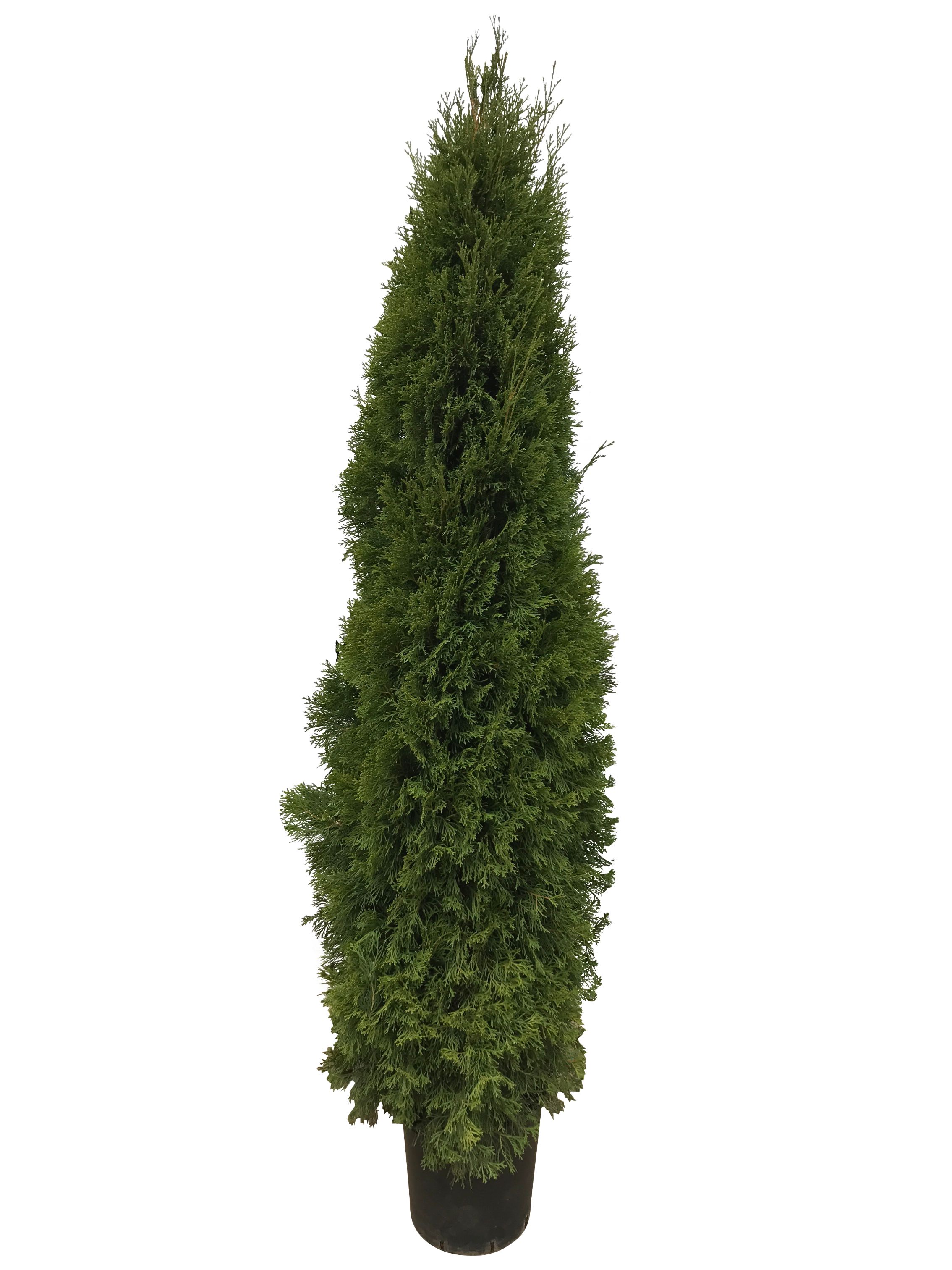 Conifer Thuja, 18 L Occidentalis Smaragd
