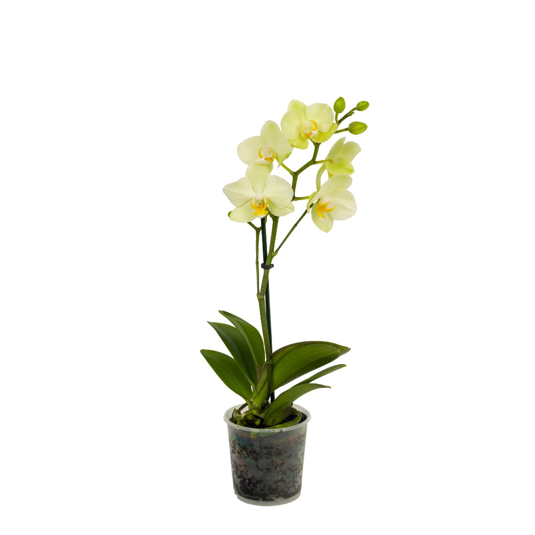 Orhidee Phalaenopsis, 1 tija, 50-70 cm inaltime, 12 cm diametrul ghiveci, diverse culori