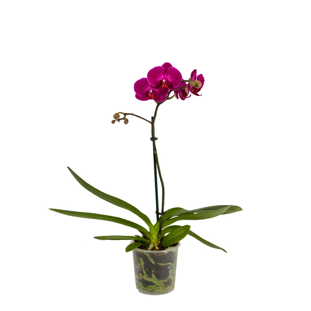 Orhidee Phalaenopsis, 1 tija, 50-70 cm inaltime, 12 cm diametrul ghiveci, diverse culori