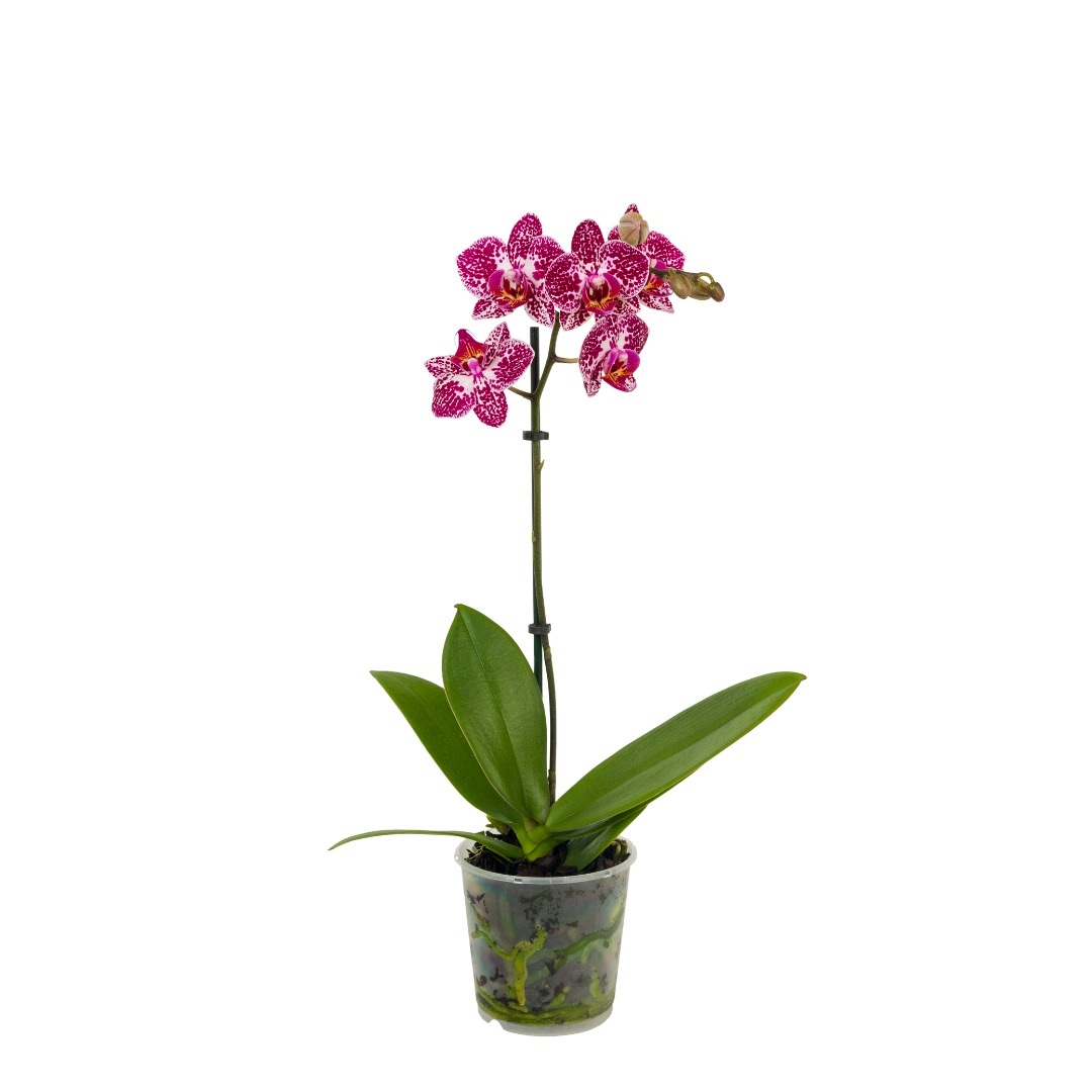 Orhidee Phalaenopsis, 1 tija, 50-70 cm inaltime, 12 cm diametrul ghiveci, diverse culori