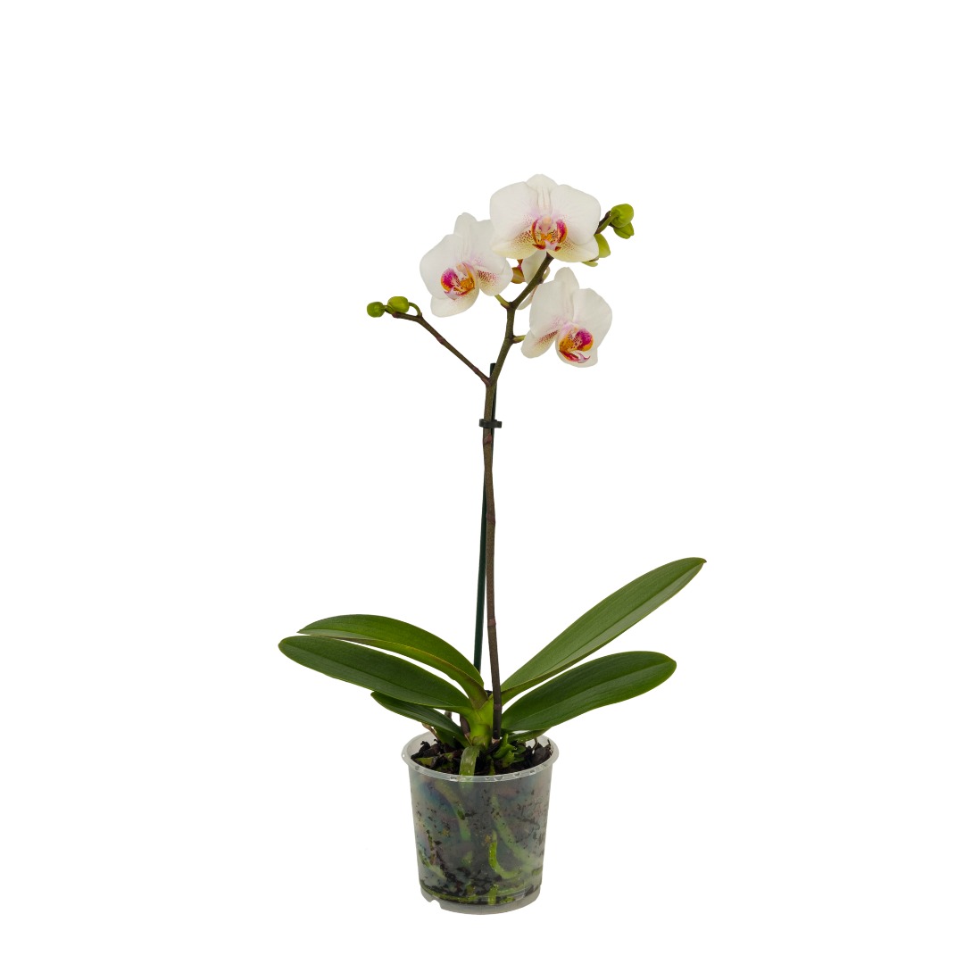 Orhidee Phalaenopsis, 1 tija, 50-70 cm inaltime, 12 cm diametrul ghiveci, diverse culori