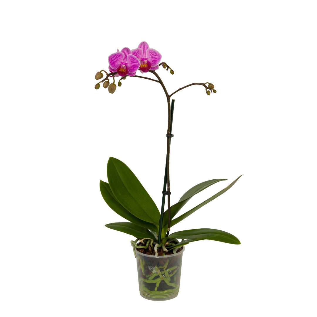 Orhidee Phalaenopsis, 1 tija, 50-70 cm inaltime, 12 cm diametrul ghiveci, diverse culori