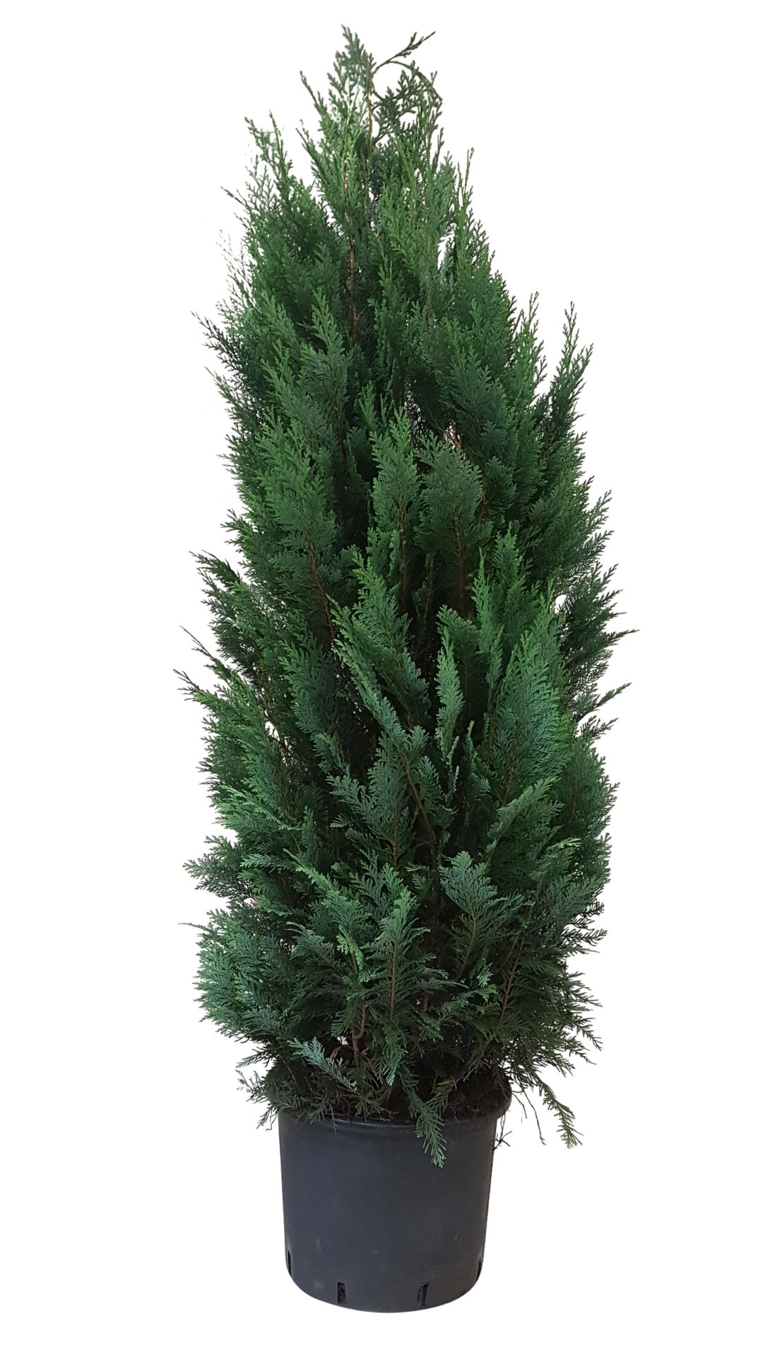 Chiparos Chamaecyparis Columnaris in ghiveci, H 175 cm