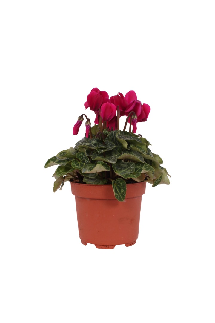 Cyclamen mix, in ghiveci, 10.5 cm