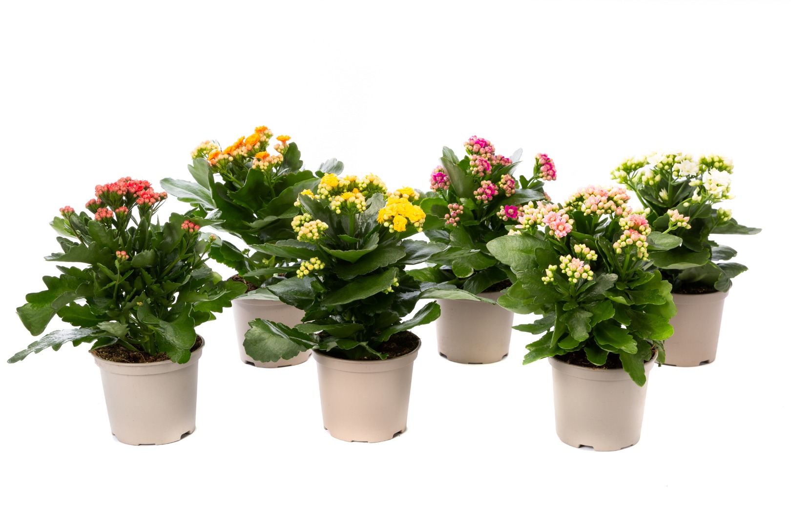 Kalanchoe mix, in ghiveci, 10.5 cm