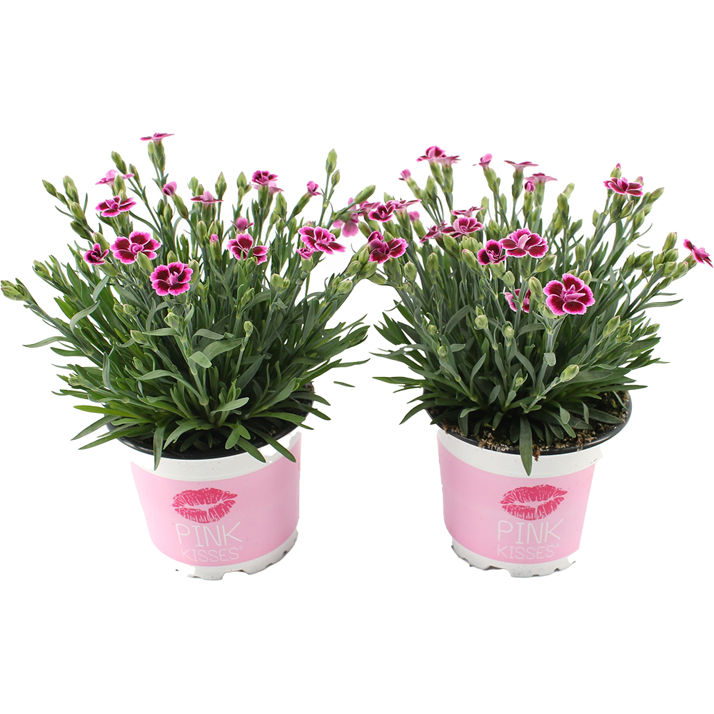 Mix plante, H20-30 cm, D12 cm