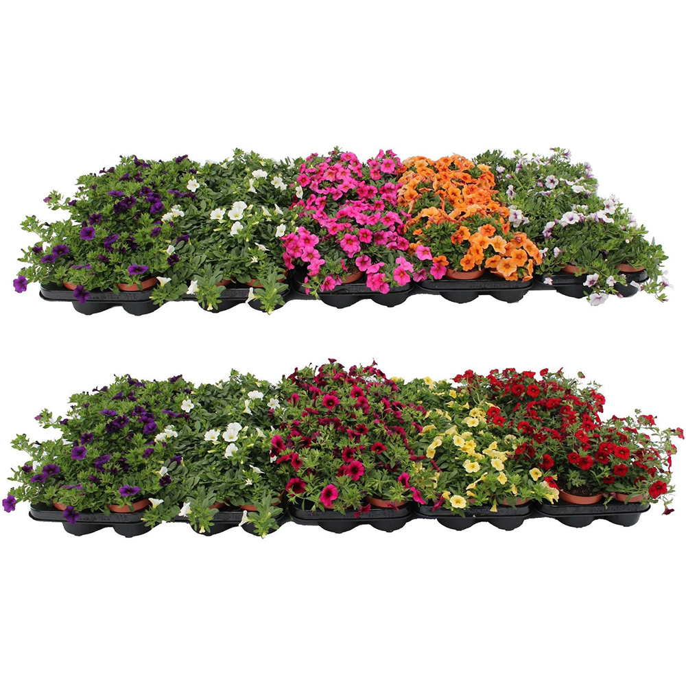 Mix plante, H20-30 cm, D12 cm