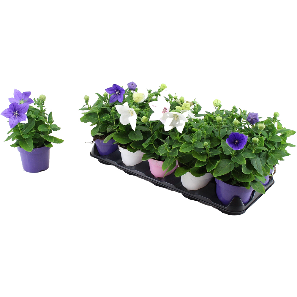 Mix plante, H20-30 cm, D12 cm