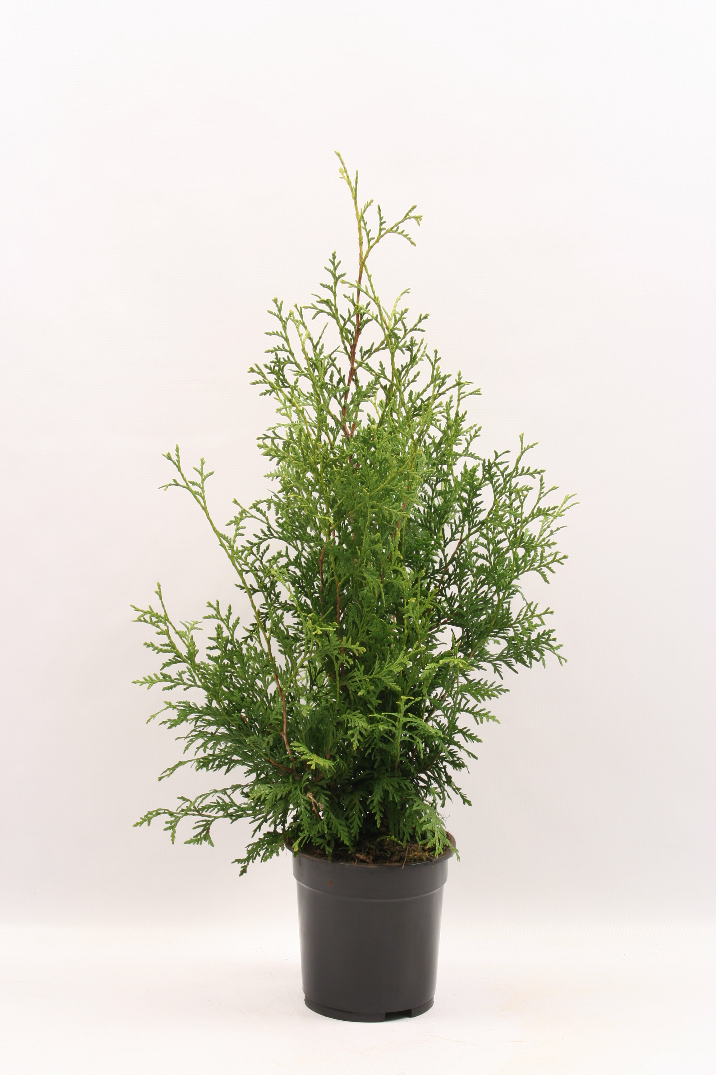Tuia Occidentalis Brabant in ghiveci, H 40-60 cm