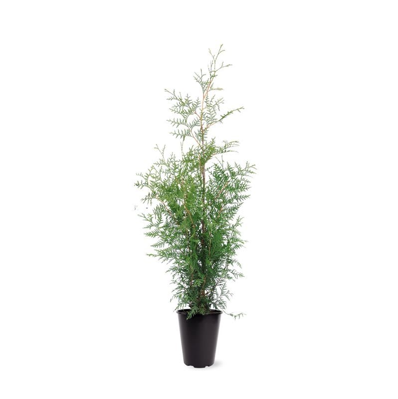 Tuia Occidentalis Brabant in ghiveci, H 40-60 cm