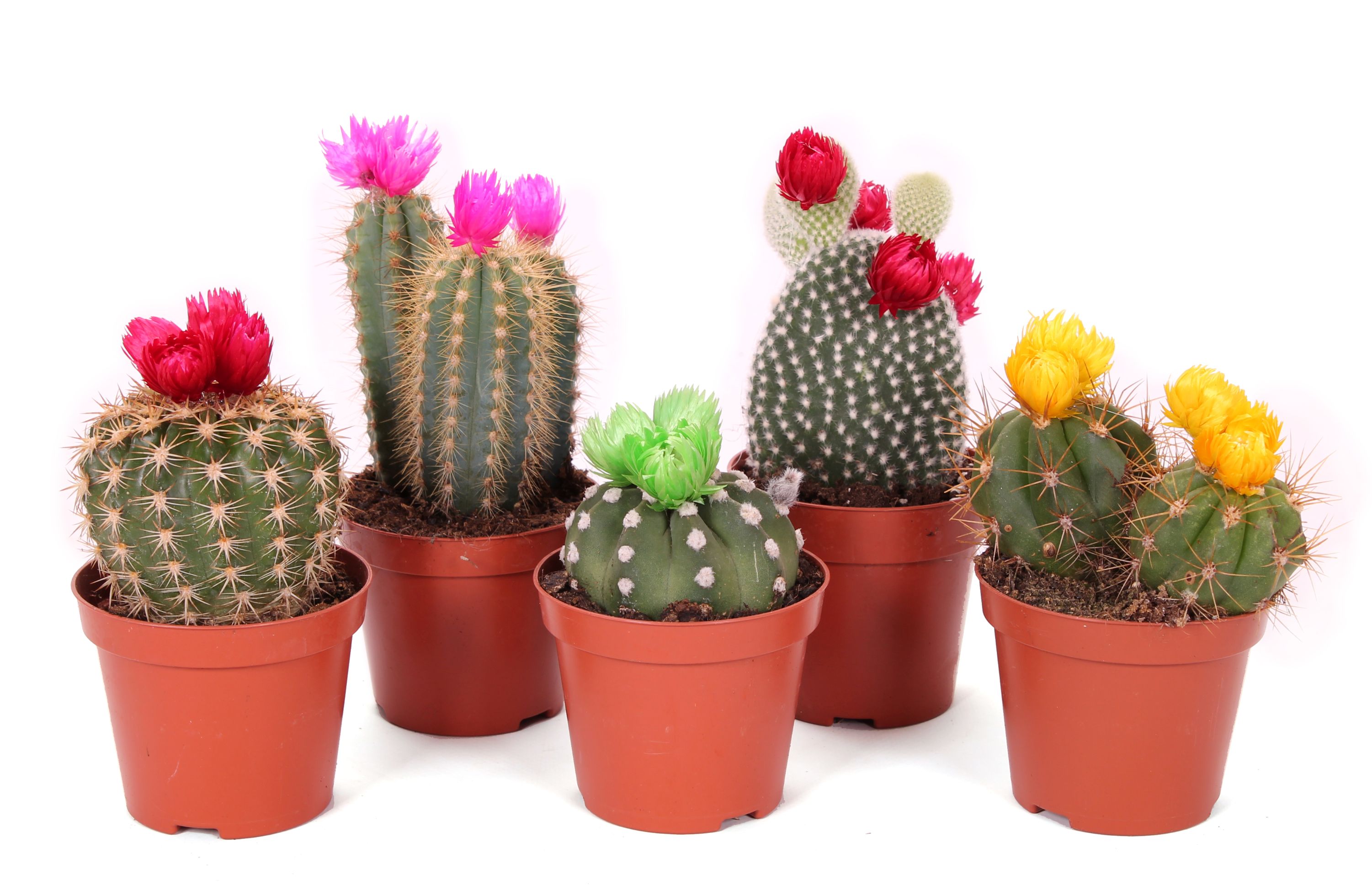 Cactus Met Disco, in ghiveci, 8.5 cm