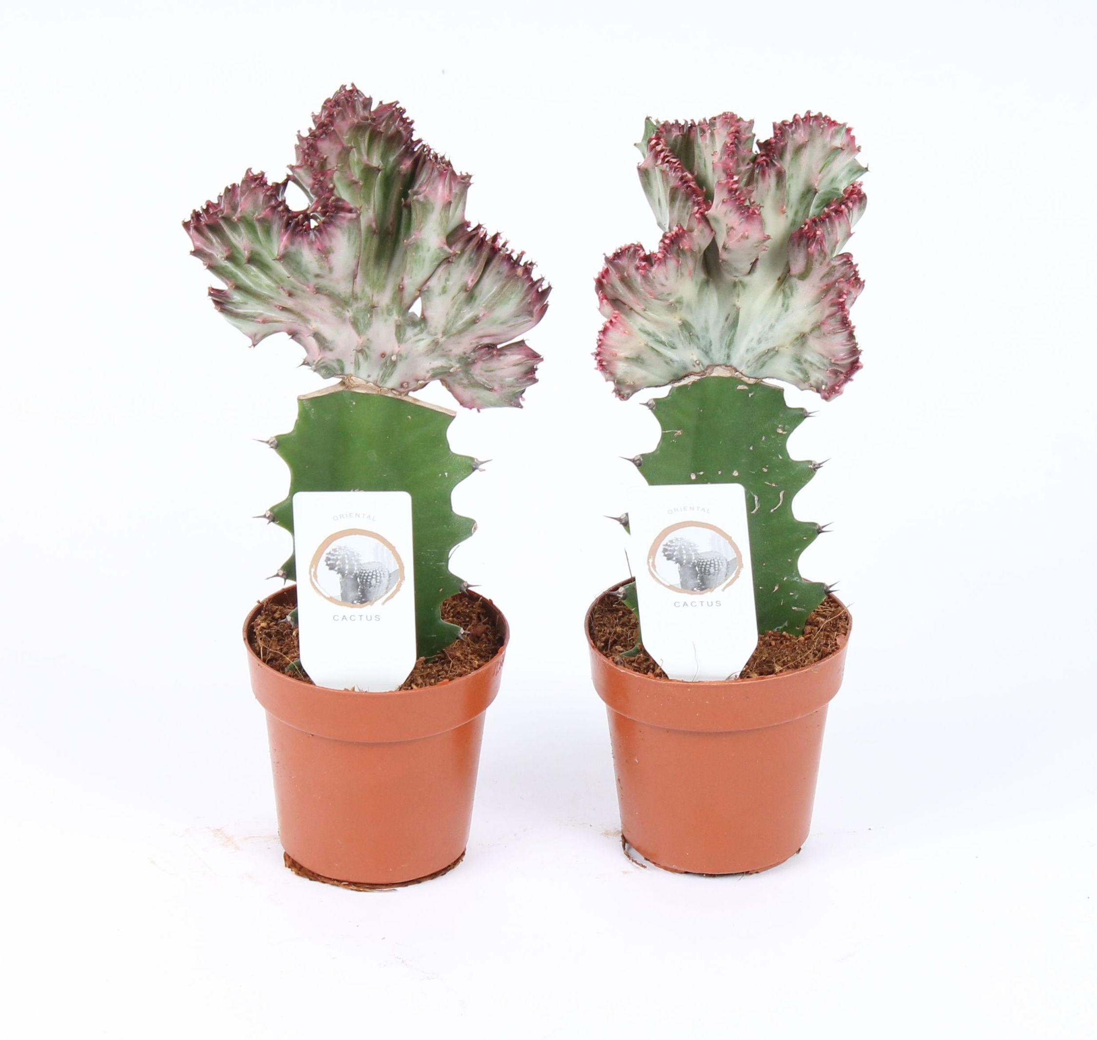 Euphorbia Lactea Cristaat, in ghiveci, 8.5 cm