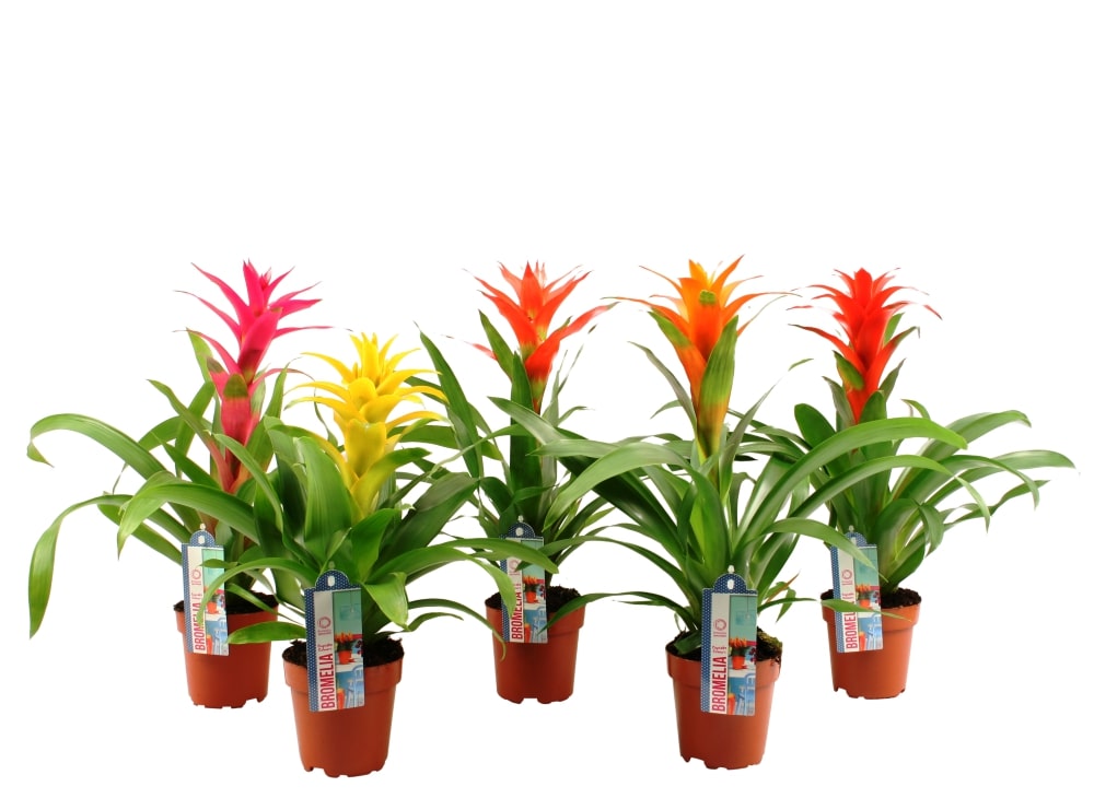 Guzmania Optima, in ghiveci, 12 cm