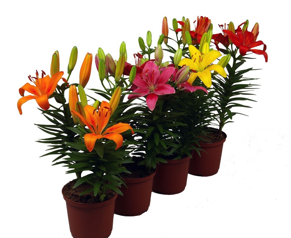 Lilium Aziatische