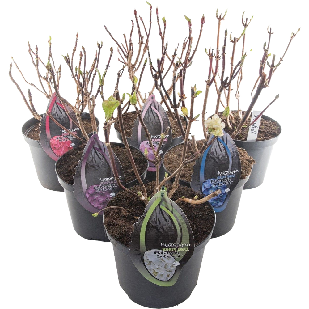 Hortensie (Hydrangea macrophylla) Black Steel, D23 cm, H55 cm