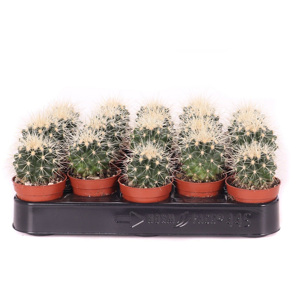 Cactus butoi auriu (Echinocactus Grusonii), H 15 cm