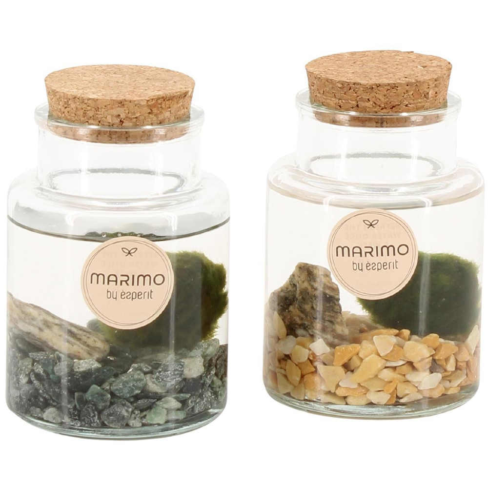 Aranjament planta Marimo, H 15 cm